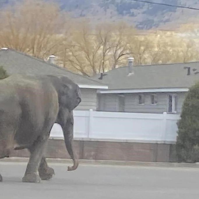 A vehicle backfiring startled a circus elephant into a Montana street. She still performed Tuesday